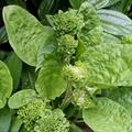 /plantago major